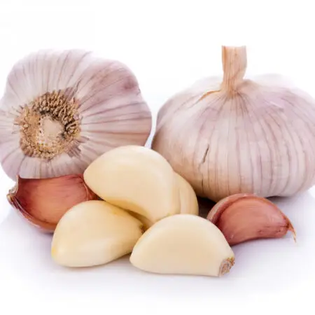 Garlic