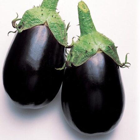 EGGYPLANT